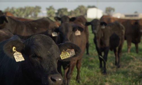 Perspectivas de Producción y Comercialización de Ganado y Aves en Estados Unidos – 2026
