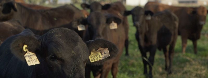 Perspectivas de Producción y Comercialización de Ganado y Aves en Estados Unidos – 2026