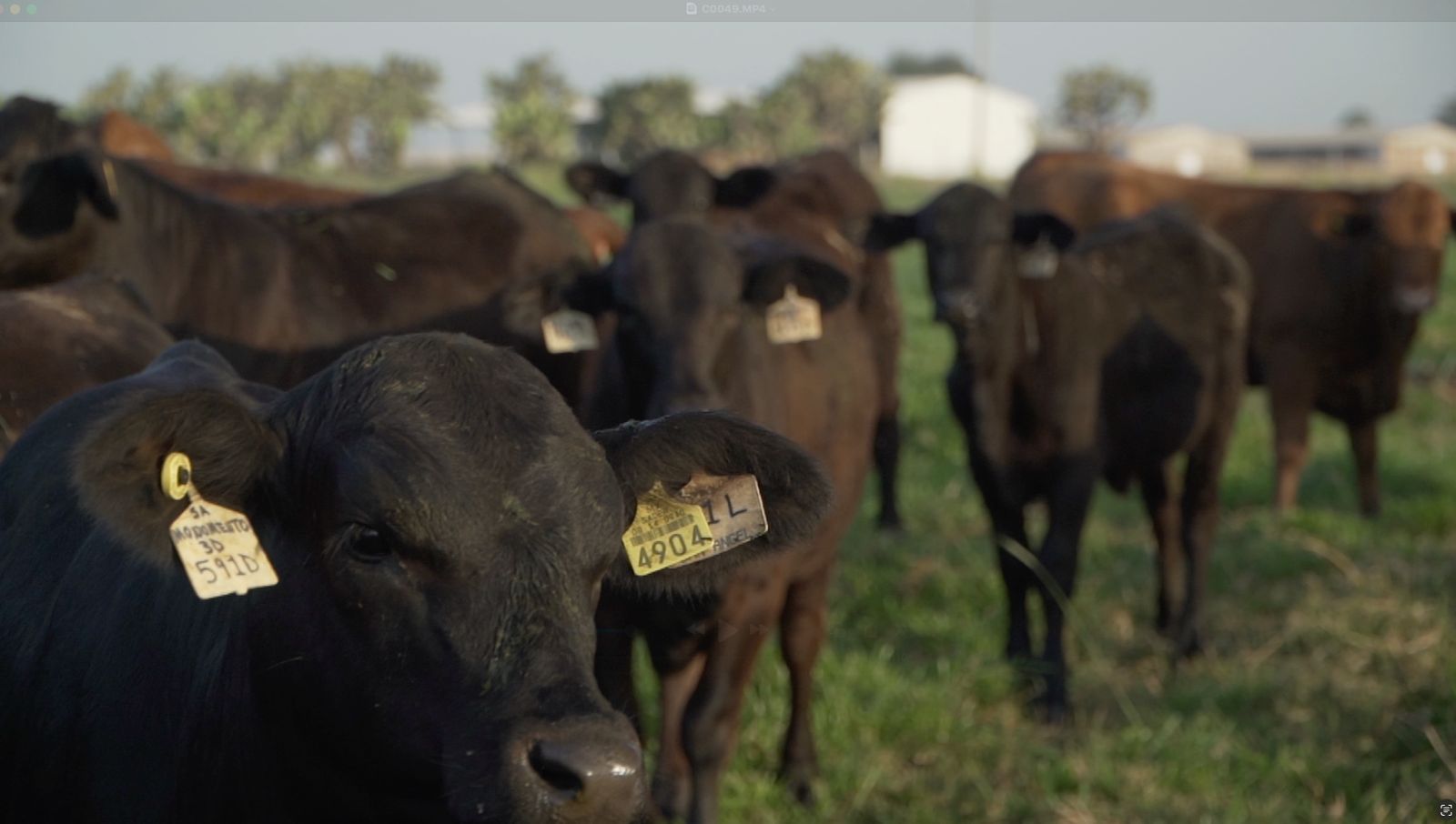 Lee más sobre el artículo Perspectivas de Producción y Comercialización de Ganado y Aves en Estados Unidos – 2026